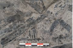 Foto (Detailansicht) von Equisetum ungeri Ettingshausen (NHMW-GEO-2024-0188-10556)